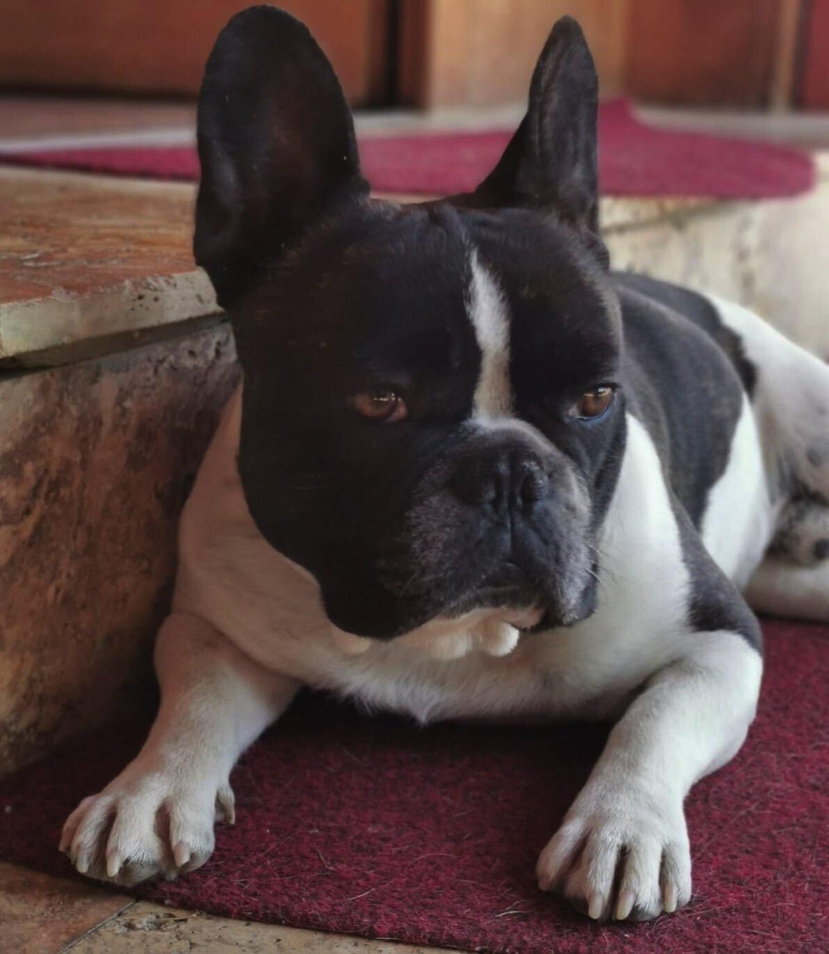 francuski buldog Grocka