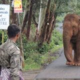 Svetski dan slonova: Kako ove divlje životinje žive zajedno sa ljudima u Indiji 8