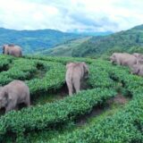 Kina i životinje: Evakuisano 150.000 stanovnika koji su se našli na putu krdu zalutalih slonova 12