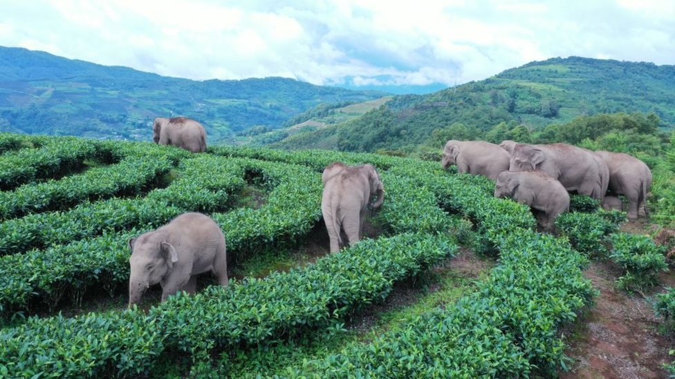 Slonovi tumaraju po usevima poljoprivrednika