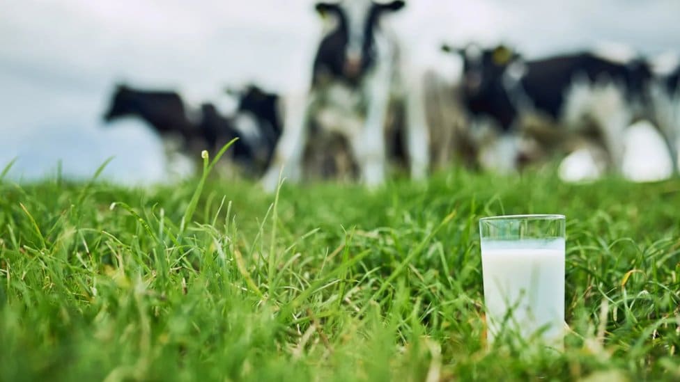 Mleko ponekad može više da hidrira od vode zato što njegovi mikronutrijenti pomažu da telo apsorbuje više vode