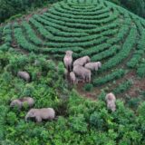 Slonovi u Kini: Epske avanture lutajućih slonova - na putu su kući, konačno 11