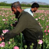Avganistan i droga: Koliko se opijuma proizvodi i šta poručuju talibani 6