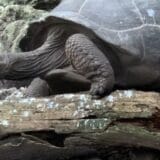 Životinje: Novo otkriće - džinovska sejšelska kornjača pokazala se kao predator 7