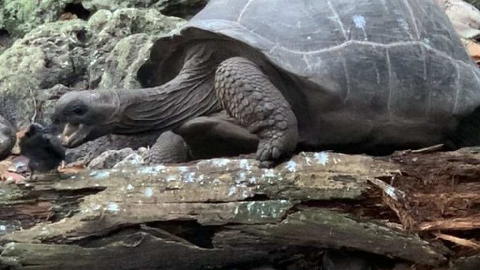 Životinje: Novo otkriće - džinovska sejšelska kornjača pokazala se kao predator 1 kornjača