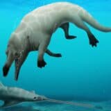 Životinje i Egipat: Pronađen fosil nove vrste drevnog četvoronožnog kita 15