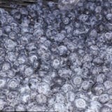 Rekordan rod i realna otkupna cena plodova 7