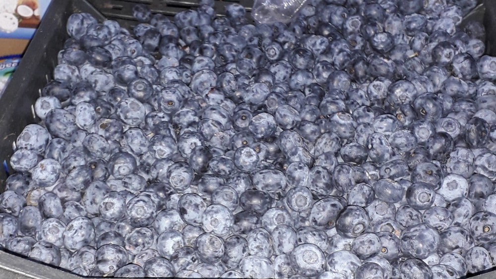 Rekordan rod i realna otkupna cena plodova 1