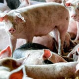 Pokret D2SP: Svinjsko meso treba da košta 280 dinara po kilogramu žive vage, srazmerno ceni kukuruza 2