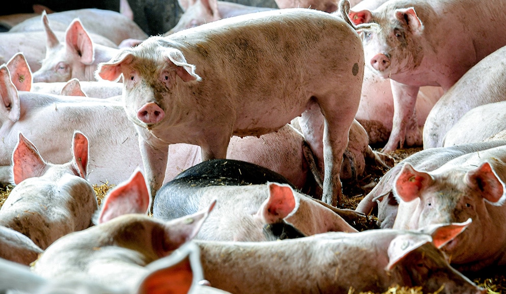 Pokret D2SP: Svinjsko meso treba da košta 280 dinara po kilogramu žive vage, srazmerno ceni kukuruza 1