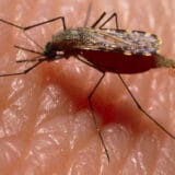 Srbija i komarci: Koliko su leteće krvopije važne u lancu ishrane 5