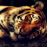 I tigrovi zaraženi korona virusom 12