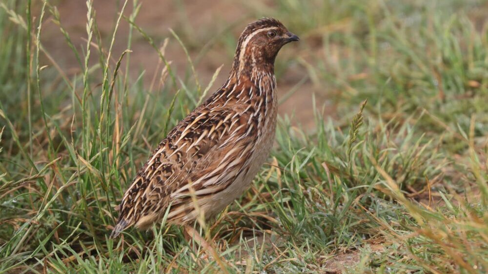 Društvo za zaštitu i proučavanje ptica Srbije uputilo apel da se spasu prepelice 1 Društvo za zaštitu i proučavanje ptica Srbije uputilo apel da se spasu prepelice 1