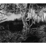 Izložba slika Željka Radovića u kragujevačkom Malom likovnom Salonu 2