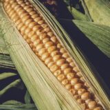 Stručnjaci: U Srbiji ove godine do 50 odsto manje kukuruza 4