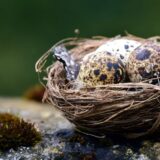 Delegacija EU: Srbiji možemo da pomognemo u unapređenju propisa o krivolovu 1