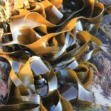 Da li će planetu spasiti morske alge? 1