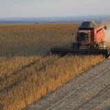 Produktna berza: Poskupeli svi primarni poljoprivredni proizvodi 2