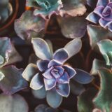 Niš opredelio 10 hektara u Niškoj Banji za botaničku baštu 15