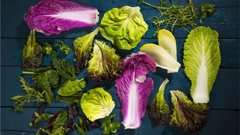 Different types of lettuce