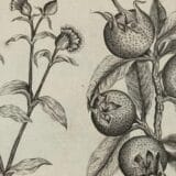 Hrana i istorija: Mušmule - zaboravljeno srednjovekovno voće nepristojnog imena 6