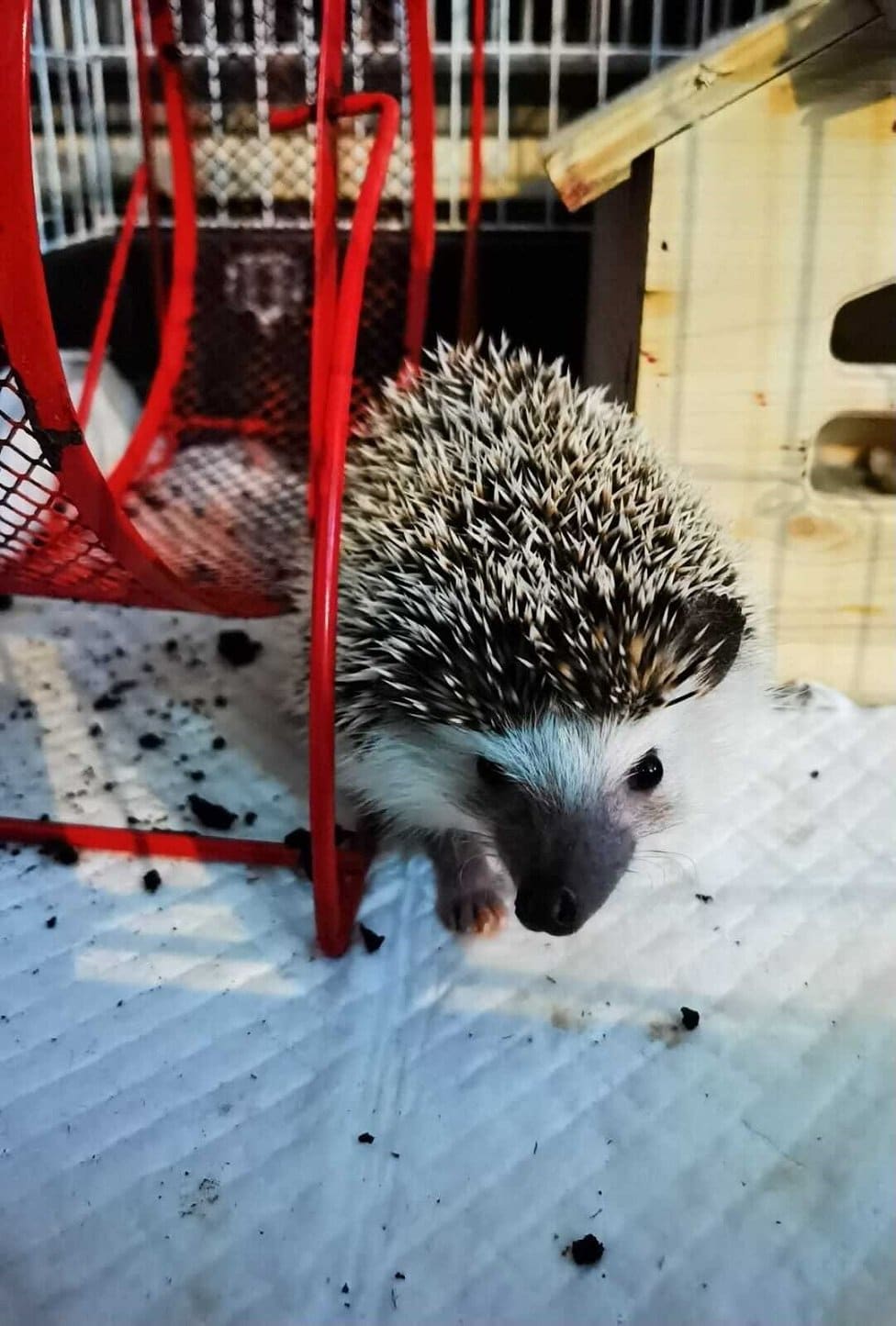 Životinje i Srbija: Kako je uplakani magarac pronašao novi dom 2 ježić