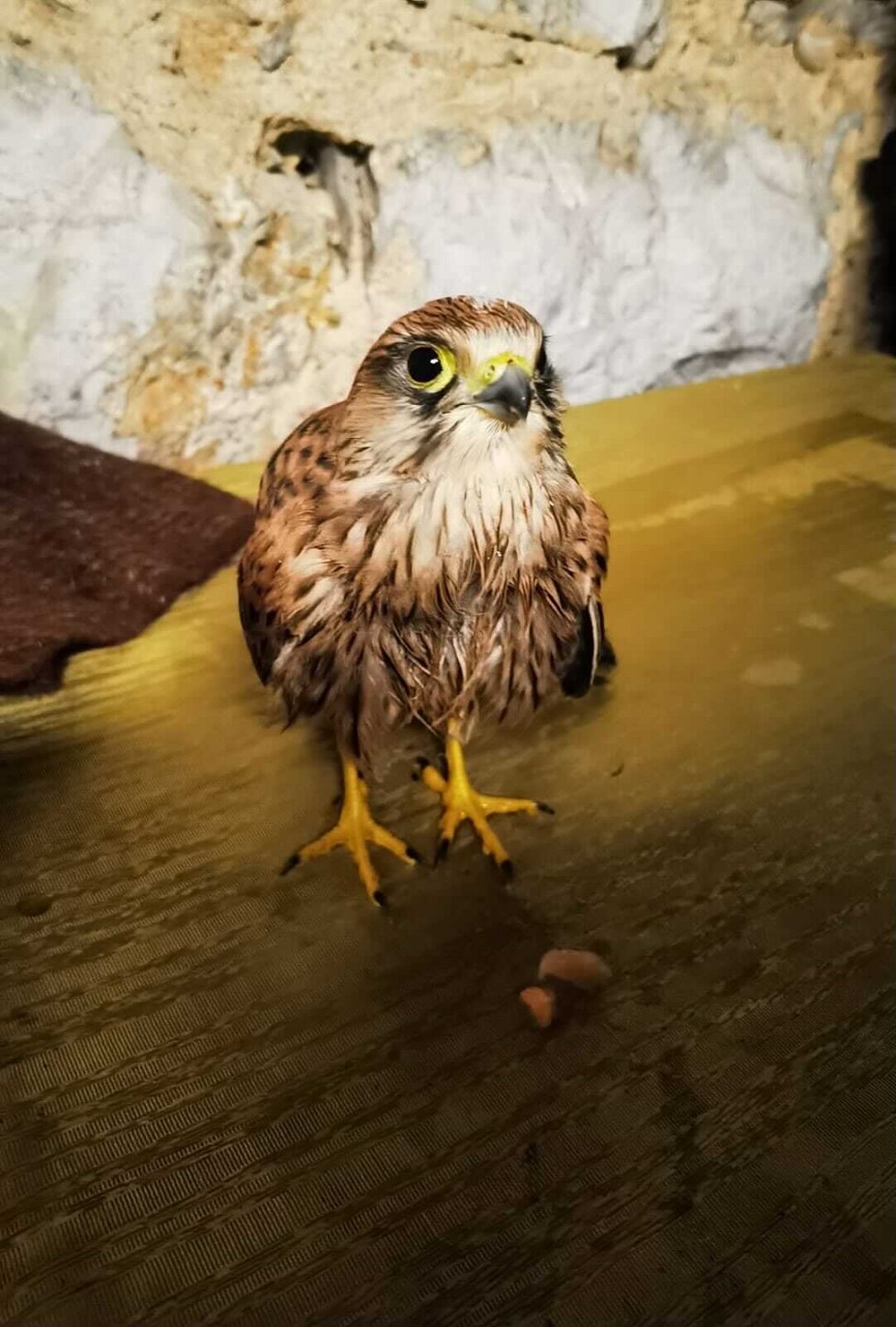 Životinje i Srbija: Kako je uplakani magarac pronašao novi dom 3 ptica