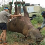 Parodija na Nobelove nagrade: Istraživanje o bezbednosti prevoza nosoroga okrenutih naopačke odnelo pobedu 10