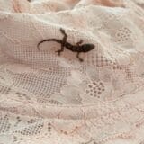 Sa Barbadosa u Veliku Britaniju: Gušter skriven u grudnjaku prevalio put od oko 6.000 kilometara 3