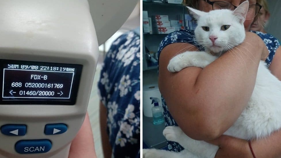 Životinje i ljudi: Pronašao mačora posle mesec dana u kanjonu Morača - „ne odustajte, priča može da ima i srećan kraj" 1 mačor Sofio