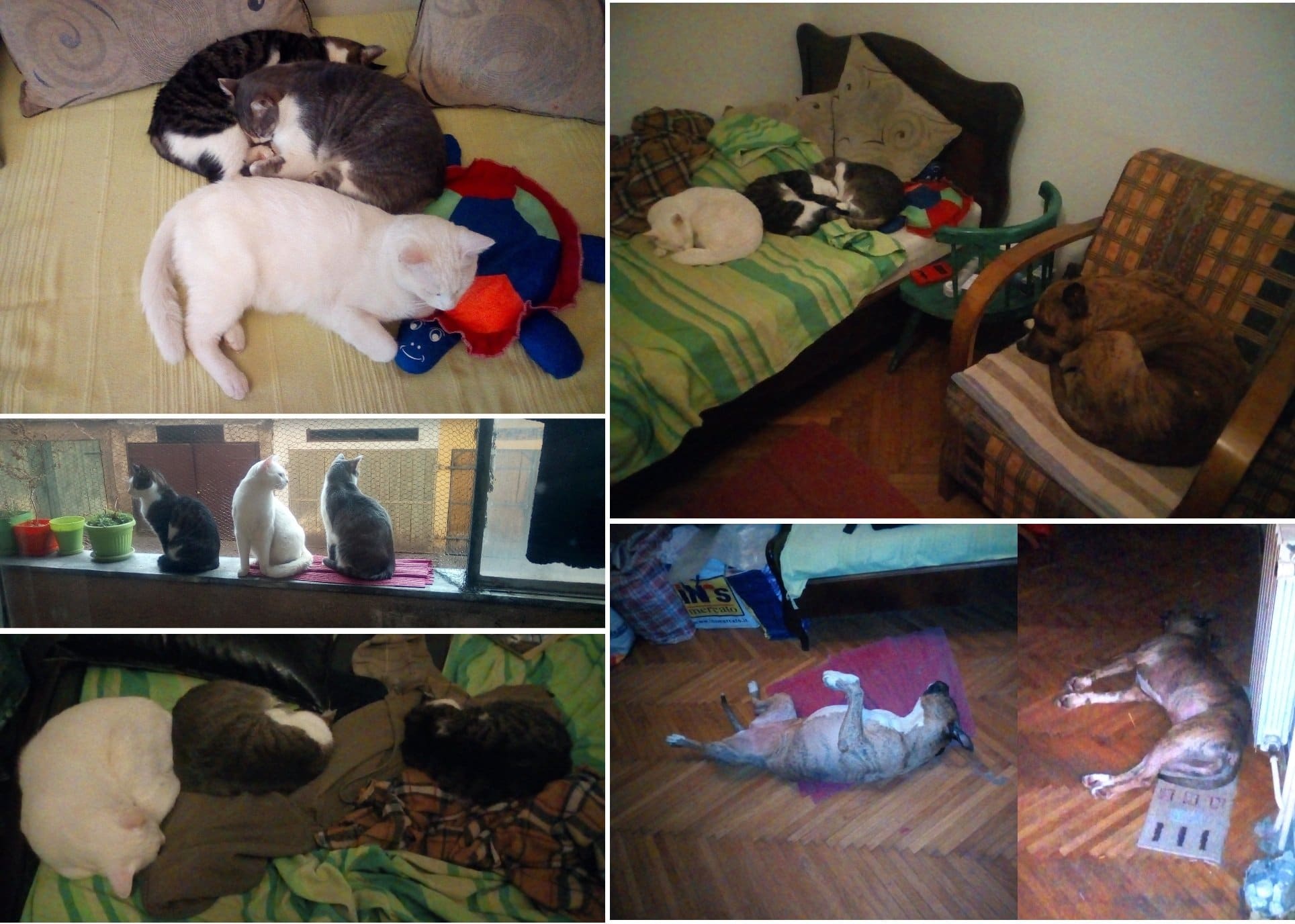 Životinje i ljudi: Pronašao mačora posle mesec dana u kanjonu Morača - „ne odustajte, priča može da ima i srećan kraj" 3 Mačke i pas