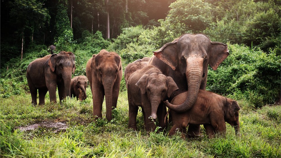 Klimatske promene i nauka: Možemo li da vratimo mamute da nam pomognu 2 Asian elephants