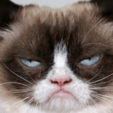 Životinje i novac: Upoznajte najskuplje ljubimce na svetu 6