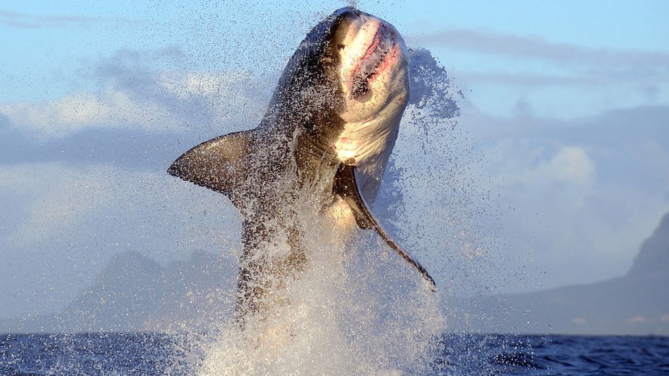 A shark leaping out of the water