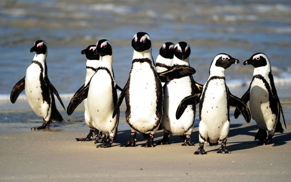 južnoafrički pingvin