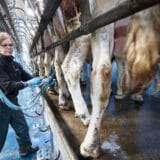 Proizvođači mleka: Ne treba nam veća premija nego realna cena 1