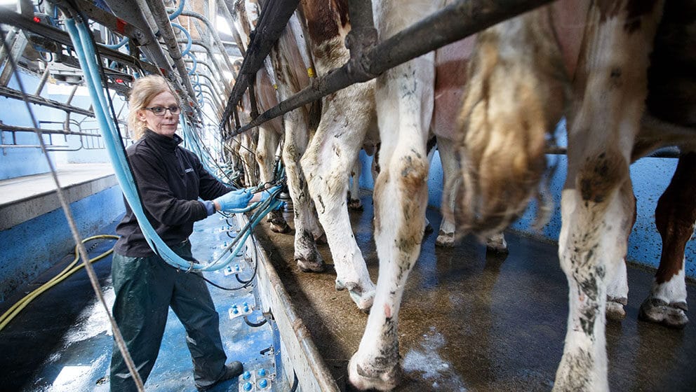 Proizvođači mleka: Ne treba nam veća premija nego realna cena 1