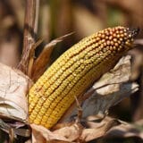 Suša prepolovila rod, ali će kukuruza biti dovoljno za sve 13
