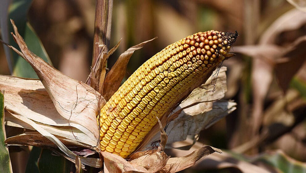 Suša prepolovila rod, ali će kukuruza biti dovoljno za sve 1