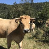 RTV: Za godinu dana zatvoreno 37 odsto velikih farmi u Srbiji 12