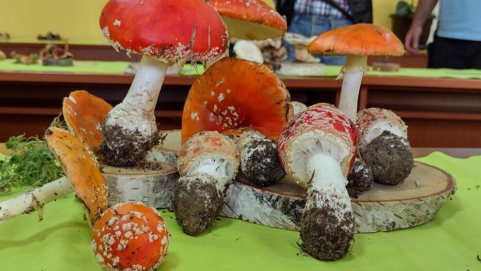 Izložba gljiva: Od "zavodnice" do "vitezovke" i neprijatne "smrdače" 1