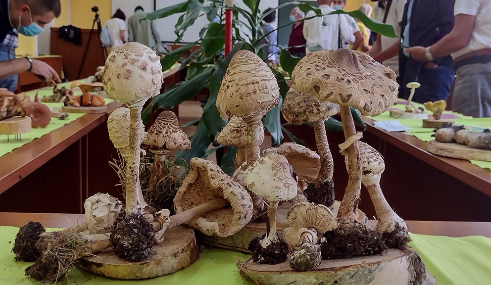 Izložba gljiva: Od "zavodnice" do "vitezovke" i neprijatne "smrdače" 2