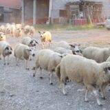 Gde nema vode, nema ni života 4