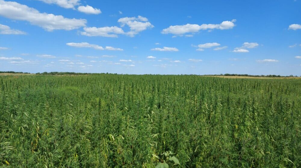 Novi trend u poljoprivredi – industrijska konoplja 1