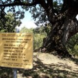 Džinovski hrast kod Bele Palanke nema deblo, ali lista 7