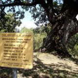 Džinovski hrast kod Bele Palanke nema deblo, ali lista 12