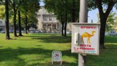 U CENTRU BEOGRADA PLAKATI VUCICU VRATI KAMILU U centru Beograda plakati "Vučiću, vrati kamilu" 7