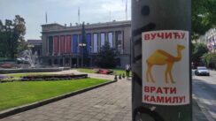 U CENTRU BEOGRADA PLAKATI VUCICU VRATI KAMILU U centru Beograda plakati "Vučiću, vrati kamilu" 4