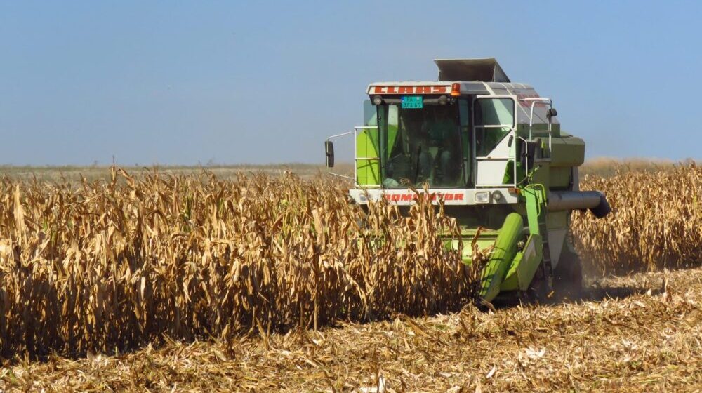 Stručnjak za žito: Prinosi pšenice zbog suše manji do 30 odsto, prosečni oko 4,5 tone 1