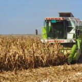 Stručnjak za žito: Prinosi pšenice zbog suše manji do 30 odsto, prosečni oko 4,5 tone 14